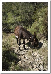 A local we met on the path...