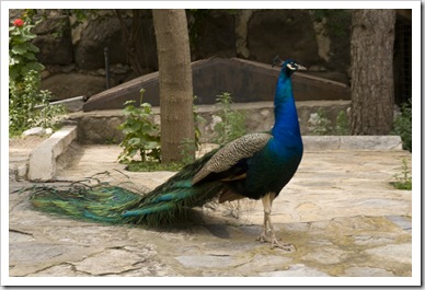 One of the inhabitants of the Bodrum castle