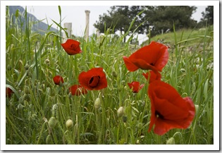 Poppies along the street leading to Ephesus' harbor