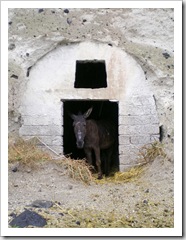 Donkey on the way down to Ammoudi