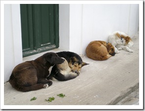 Village dogs in Oia