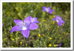 Kerkyra wildflowers