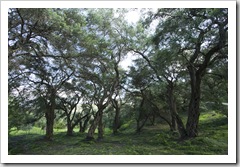 One of the plethora of olive groves on Kerkyra