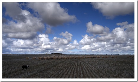 David Brown herding sheep on Yorke Peninsula