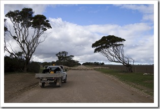 Ian Brown moving sheep between paddocks on Yorke Peninsula