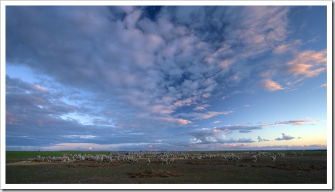 Sheep and a colorful Yorke Peninsula sunset behind Rebecca and Ed Brown's house