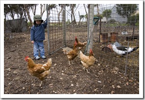 Max letting out the chooks for their daily walk