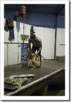 Shearing at the Brown's farm