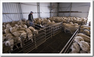 Ian and David Brown move the sheep between their pens