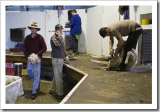 Ed Brown sorting the wool