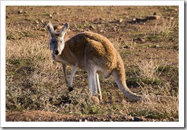 An inquisitive kangaroo on the road between Brachina Gorge and Blinman