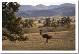 Flinders Ranges emu
