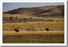 Emus alongside the road between Brachina Gorge and Blinman