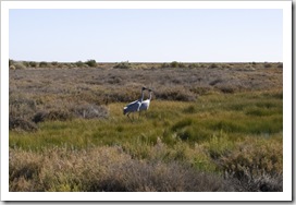 Brolgas on the Coward Springs wetlands