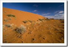 Outback dunes along the Oodnadatta Track between William Creek and Oodnadatta