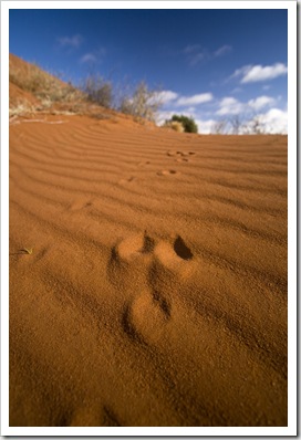 A kangaroo paw print in the Outback dunes along the Oodnadatta Track between William Creek and Oodnadatta