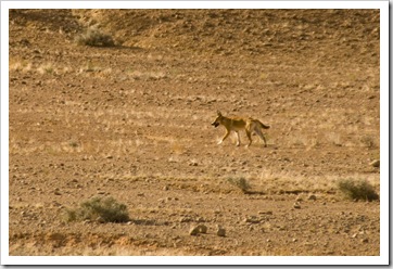 A dingo on the way into Dalhousie Springs