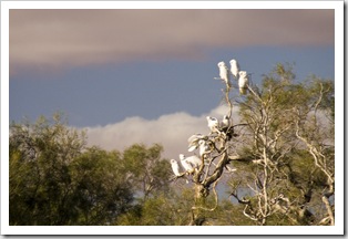 Sulphur-crested cockatoos in the wetlands around Dalhousie Springs