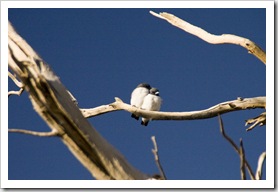 Birds in the wetlands around Dalhousie Springs