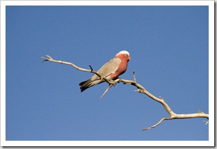 A galah in the wetlands around Dalhousie Springs