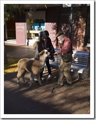 Not something you see every day: a pet llama in Alice Springs