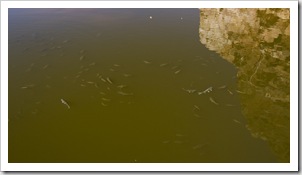 The fish in the waterhole at Ormiston Gorge