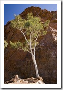 A ghost gum at Ormiston Gorge
