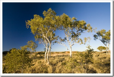 Ghost gums at the Devil's Marbles