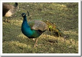 One of the many peacocks roaming Territory Manor in Mataranka