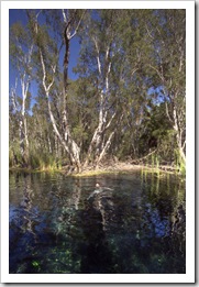 Lisa swimming in Bitter Springs