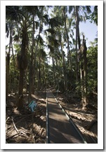 The walkway to Mataranka Springs