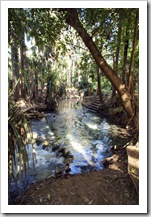 Mataranka Springs