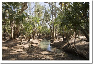 One of the creeks flowing through the swamps into Waterhous RIver