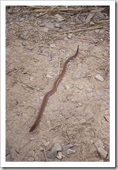 A small snake scurrying across the hiking trail on the way to the Southern Rockhole