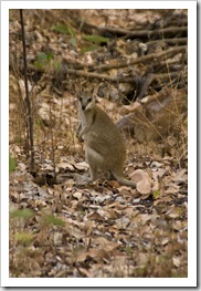 A wallaby near our campsite in Nitmiluk National Park