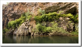 Ferns growing from the rock walls in Katherine Gorge's second gorge