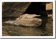 A freshwater crocodile enjoying the sun in Katherine Gorge's second gorge