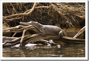 A female freshwater crocodile enjoying the sun in Katherine Gorge's first gorge