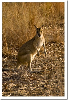 A wallaby at our campsite at Leliyn in Nitmiluk National Park