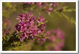 Wildflowers along the hike to Sweetwater Pool