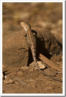 A lizard on the hike to Sweetwater Pool
