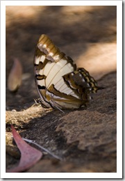 A huge butterfly at Leliyn's upper falls