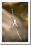 An orb spider at Leliyn's upper falls