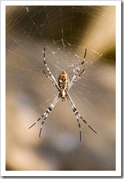 An orb spider at Leliyn's upper falls