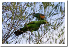 Hooded parrots at our campsite at Leliyn