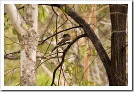 A kingfisher (I think) at our campsite at Leliyn