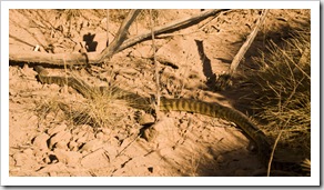 A two metre long Black-Headed Python alongside the road