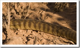 A two metre long Black-Headed Python alongside the road