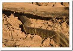 A two metre long Black-Headed Python alongside the road