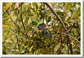 A parrot we spotted on the road out of the Bungle Bungles